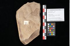 Foto (Objekt + Etikett) von Myrica lignitum (Unger) Saporta (NHMW-GEO-2024-0188-0581)